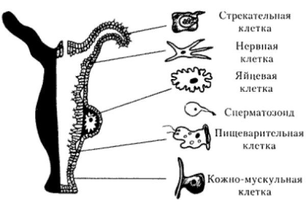 Официальный сайт кракен kraken